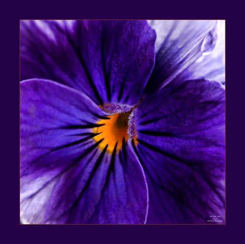 teraphoto's profile picture. 