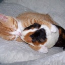 Ryan Bui - @Shilzu - Twitter