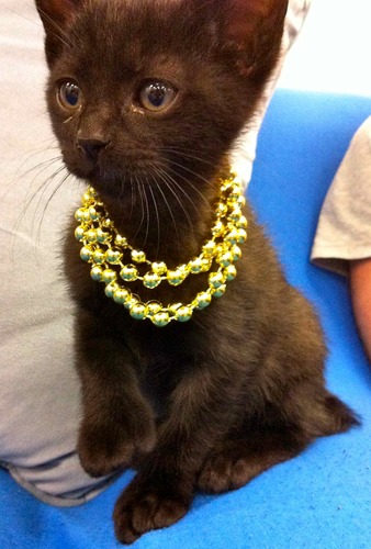Little BZ w/ extra thumbz. I may be a cat but yall so dumbz.