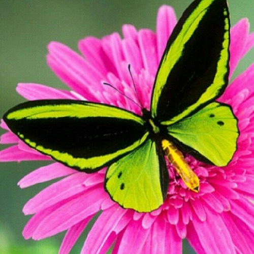 nonanonaaaa's profile picture. 