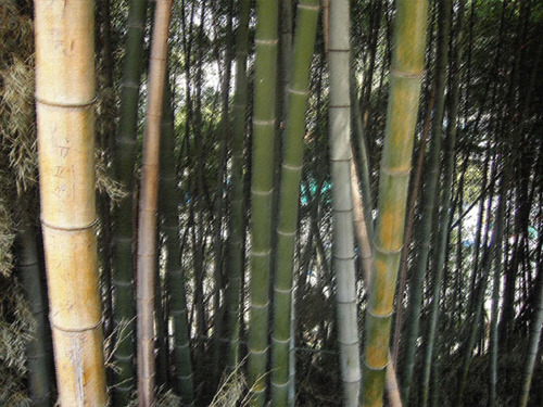 Bamboo1905 Profile Picture