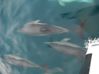 GWTWcrew's profile picture. Adventures of the crew of Tranquillity as they sail the high seas.