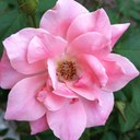 Erica Lynne Charles - @Jvfmcdtknxs - Twitter