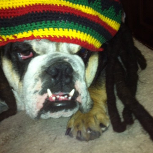 OTT_O_MATIC13's profile picture. Just your average Joe. But cooler with a beard.