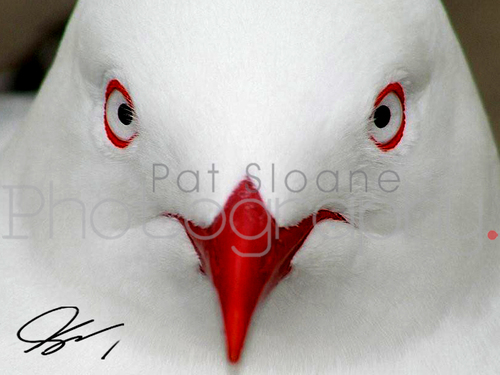 A Photograph is a moment in time capturing the heart and soul of the photographer and their subject at that moment!