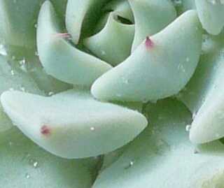 kabutoganijon1's profile picture. 男性 じじい 趣味、多肉植物、釣り   釣り行ってないな