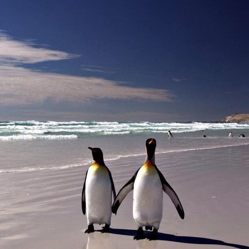 StefaniaCianell's profile picture. 