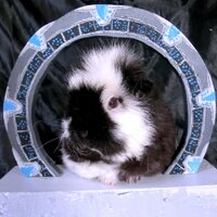 Sarah Wolf (@netreya) 's Twitter Profile