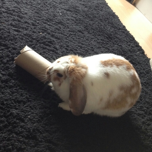 f1opsywebbe11e's profile picture. I'm a punk-haired female dwarf lop rabbit, losing my shit over all things cardboard oooh and wicker bins, they're my favourite!