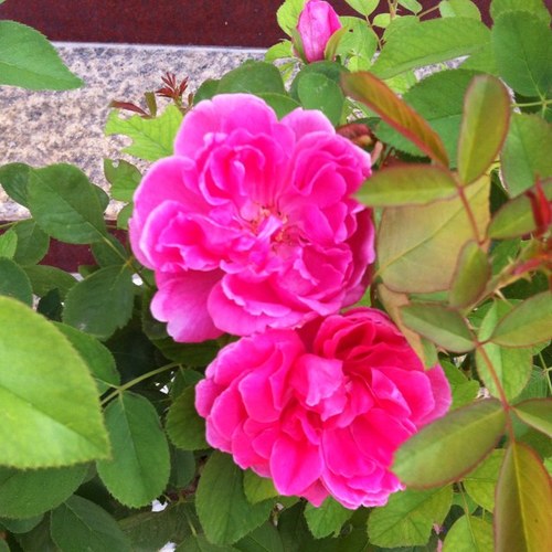 amalland2's profile picture. English Language Superviser. MA TESOL Nottingham Trent University