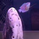 Ryan Tolman - @hominathrice - Twitter