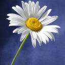 Sara Chen - @SaraAnny16 - Twitter