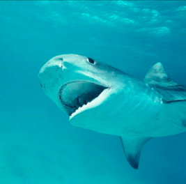 Sharks Profile