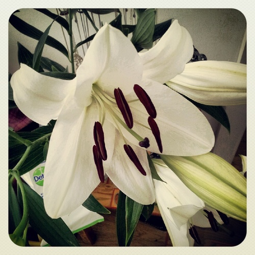 sopenny18's profile picture. 