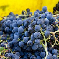 BCWineChat (@bcwinechat) 's Twitter Profile