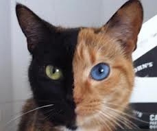 Blue Light for Bipolar, Soul of Soft Bipolar, and Soft Bipolar Suffering are some of the books available at http://t.co/1v95iNQbzE and http://t.co/tZ2WYkyGkq