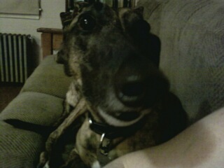 Representing Arkansas for GREY2K USA, we believe that the cruelty of greyhound racing should end.
