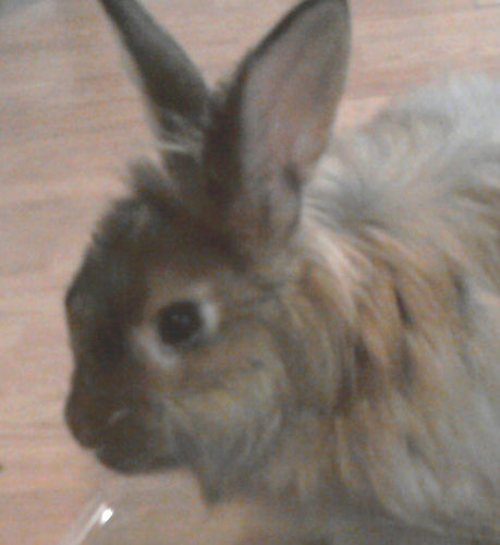 rescued angora (half french, half german) house bunny with a sassy attitude!