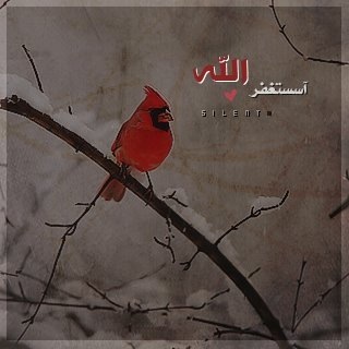 قصيمية :) لي صلة مع الضحك =)) والحياة بالقرآن ! أحب الخير للجميع ، في بريطانيا مع أهلي ، ليس لي إنتماء رياضي ☇