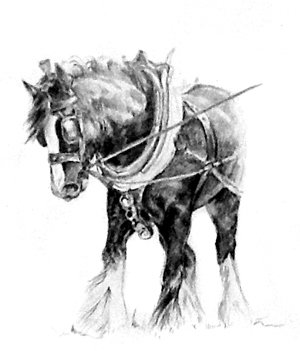 nzstudentvet's profile picture. Mature student studying veterinary medicine in New Zealand.