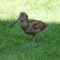 Heather Young (@evva321) 's Twitter Profile Photo