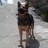 Sabuperro's profile image