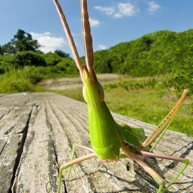 いくつになっても「たも」と「むしかご」を持って野原に出ていき、バッタやカマキリを捕まえてはニヤリ(￣ー￣)なんて感じの少年の心を忘れない♂。大型のトンボやバッタが捕まえられた日にゃ、もう夜のび～るがうまいんだな、これが（笑）カブトムシ、クワガタ、金魚、どじょう、カミキリムシ、なんでもござれ。