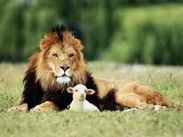 “Morará el lobo con el cordero, y el tigre con el cabrito se acostará: el becerro y el león y la bestia doméstica andarán juntos...” Isaías 11:6. V. 1909.