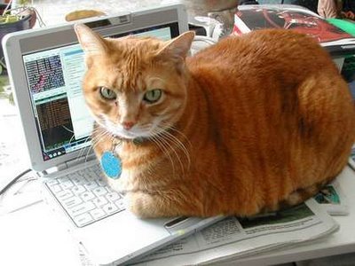 ShesJustMean's profile picture. 