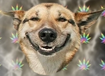 SOU UM CÃO DORGADO, ENGRAÇADO E CONFUSO u.u Dêem #RETWEET e #FAVORITE oque gostarem! SIGA-ME, PQ SE VC ME SEGUIR VC VAI ESTAR ME SEGUINDO! SIGO TODOS DE VOLTA!