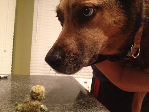 TattooedHiggi's profile picture. 24 from ATL.Tryin to dodge the cemetary, and the over crowded jails.YOU talk I live it