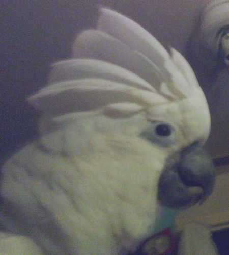 Senior wife, husband and a wonderful, demanding cockatoo named Roc-Rocco.
Democrats. Big film music, TV & Sci-Fi buff
