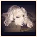 nancy aiello - @nancyannaiello - Twitter