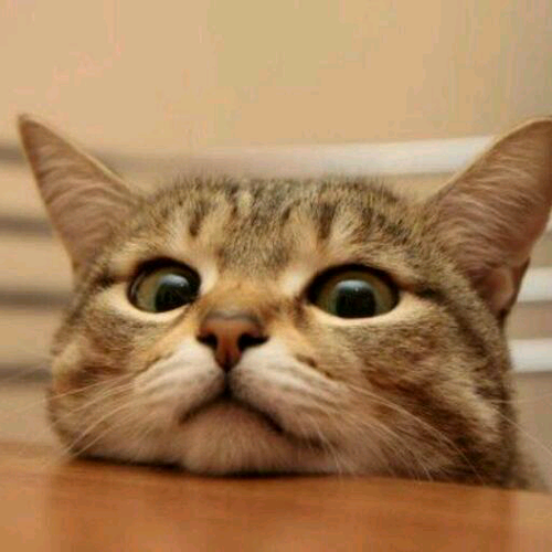 neco_memotyo's profile picture. ねこ大好きな人が、自分の好きな画像だけを呟かせたいが為に作った猫画像bot。基本的にかわいい系。でも時々変な猫も流れます。そこは作った人の好みなので許して下さい。現在登録画像数680枚。
    変な動物の画像Botはこっち⇒@ani_pic_bot