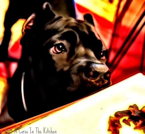 Kid wrangler, coffee worshipper, dog lover, foodie. I always seem to be in the kitchen and someone--kid or canine--is always underfoot.