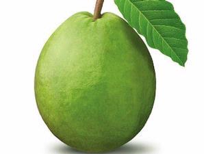 Tabulampot, Fruit Plant Enjoyment
Jl. Raya Mojorejo 64 Batu Malang
Promo Diskon 10%