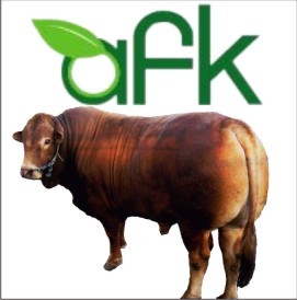 Cattle Fattening | Breeding | Feedmill | Trading | Kompos | Email : info@agrofauna.co.id | Hotline : 0321-593415