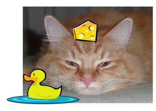 GriffGingerNut's profile picture. Meoow, Im 8mths old and proudly Ginga.  Standing up for all Ginga's of the world.  Im a no nonsense cat who loves a good hard rub!