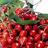 NutricinHolstic's profile image