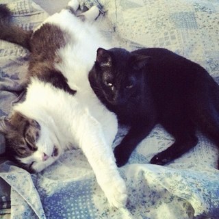 hanson_online's profile picture. 