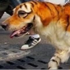 kucho11's profile picture. 