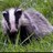 Majestic Badger