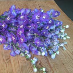 JediFlower's profile picture. Married to Mr Grumpy. Best friend with my daughters.  Insomniac (except when the alarm goes), and I play with flowers.