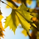 KLewthwaite's profile picture. I work for the Woodland Trust on a citizen science project called Nature's Calendar. The views expressed here are my own.