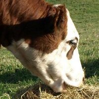 Kerry, Recovering Reporter (@kerryhalladay) 's Twitter Profile Photo