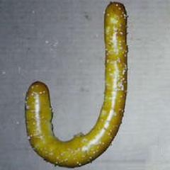 Soft pretzels.