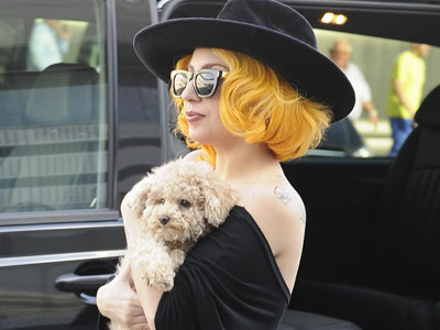 Little Monster ϟ ARTPOP ϟ FAME ϟ I adore one person and that's my Mother Monster ϟ Even if the world gives up on you,you always have yourself @ladygaga ϟ