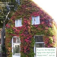 A Leaf of Hope (@leafofhope) 's Twitter Profile