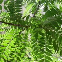 Phyllis Giles Vance - @phyllisdvance - Twitter