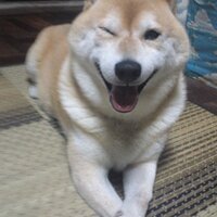 布遊館 4月25日26日旭川手づくり作家展、5月3日4日札幌モノヴィレッジ (@fuyuukan) 's Twitter Profile